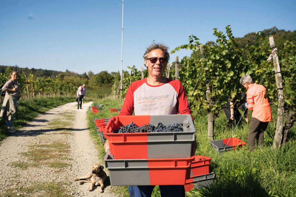 Pinot Noir – Königin der Rotweintrauben