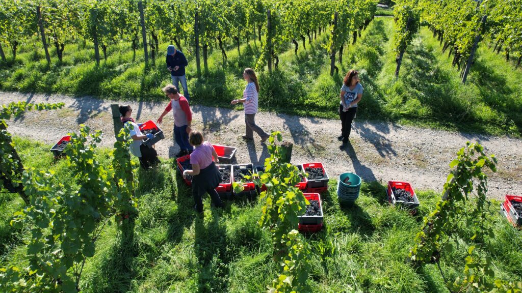 Wo entsteht der Wein? Im Keller oder im Weinberg?